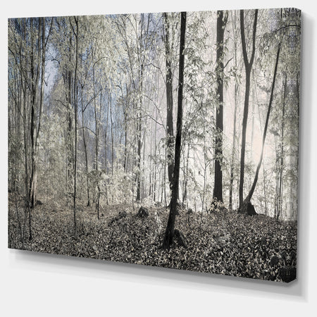 Dark Morning in Forest Panorama - Landscape Large Canvas Art Print