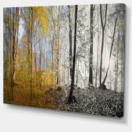 Yellow Morning in Forest Panorama - Landscape Large Canvas Art Print