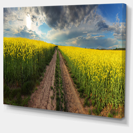 Sunset over Canola Panorama - Landscape Large Canvas Art Print