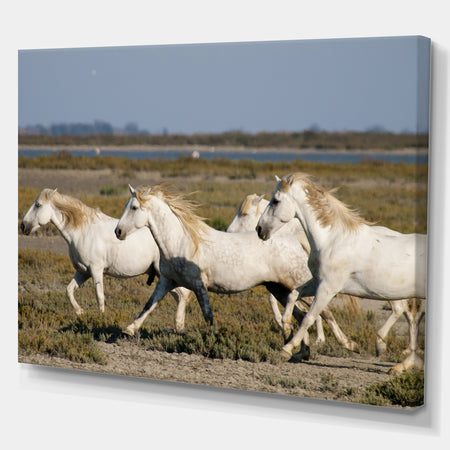 France Galloping White Horse - Farmhouse Animals Photographic on wrapped Canvas