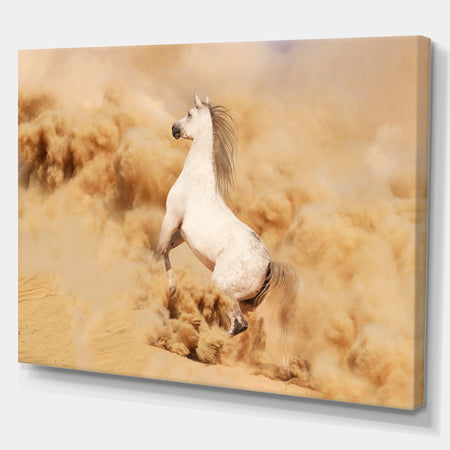 Purebred white arabian horse in desert - Farmhouse Animals Photographic on wrapped Canvas