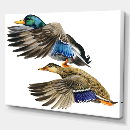 Colored Duck isolated on white background - Sketch of Farmhouse Animals of Painting Print on Wrapped Canvas