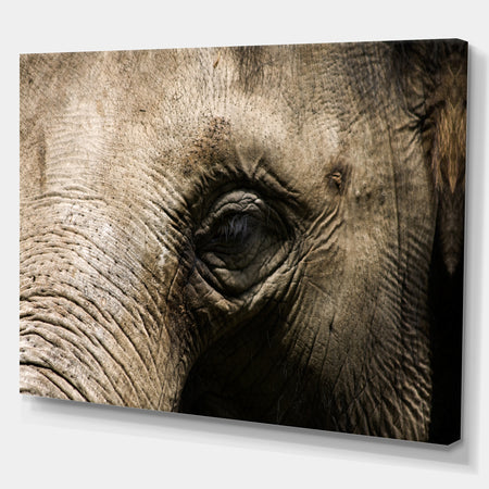 Elephant Head - Africa Animals photography on Wrapped Canvas
