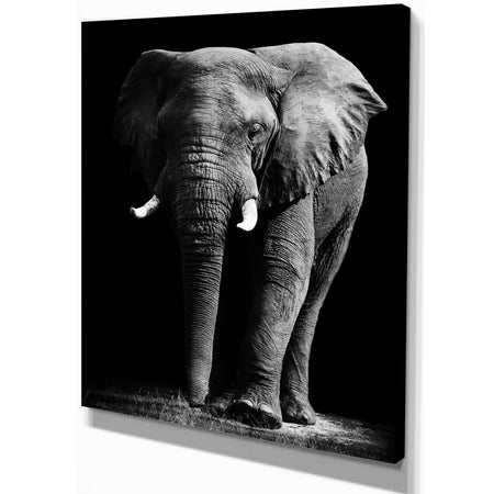 African Elephant in Black Background - Africa Animals Photography on Wrapped Canvas