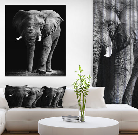 African Elephant in Black Background - Africa Animals Photography on Wrapped Canvas