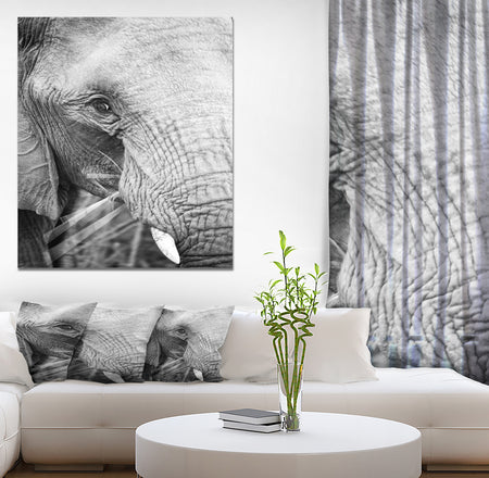 Close up of an elephant eating - Africa Animals Photography on Wrapped Canvas