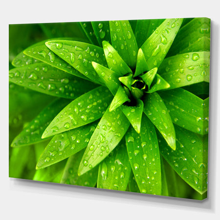 Wet Foliage - Floral photography on wrapped Canvas