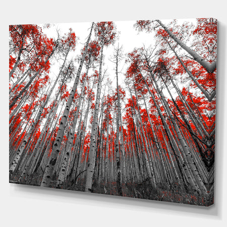 Red Leaf Trees in Tall Forest - Floral Landscapes Photographic on wrapped Canvas