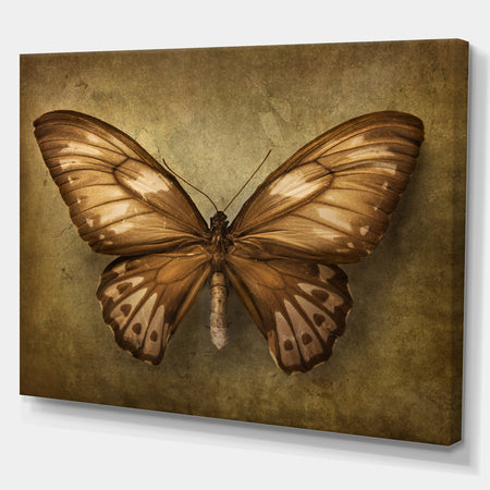 Vintage Butterfly - Vintage Painting Print on Wrapped Canvas