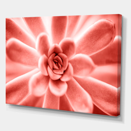 Succulent plant in Living coral - Tropical Canvas Wall Art