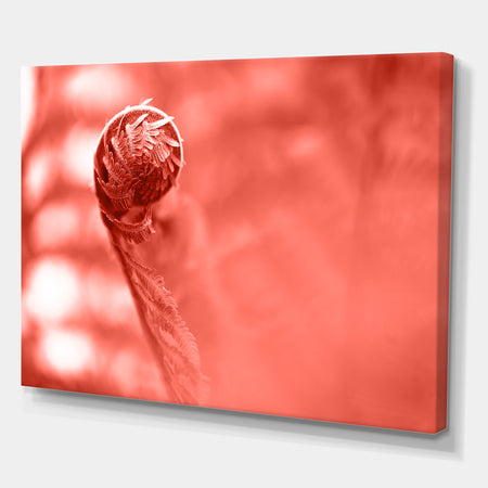 Spiral of young fern in spring, close-up - Tropical Canvas Wall Art