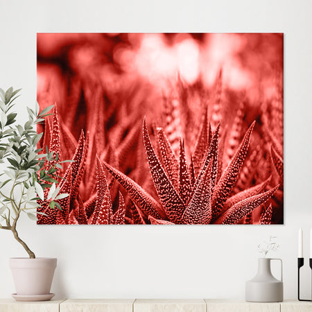 Cactus Haworthia - Tropical Canvas Wall Art