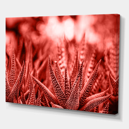 Cactus Haworthia - Tropical Canvas Wall Art