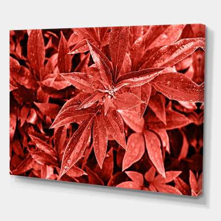 Colored fresh peony leaves with dew - Tropical Canvas Wall Art