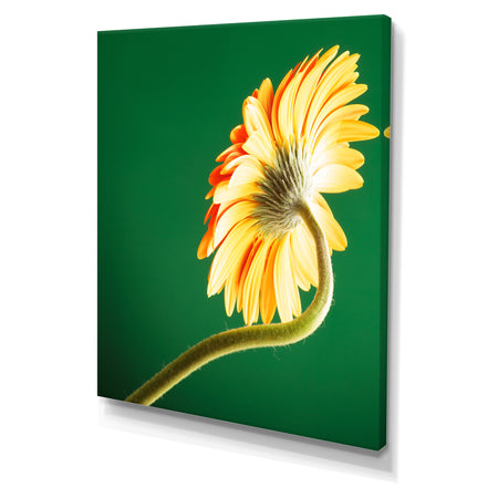 Gerbera flower on green - Cottage Canvas Wall Art