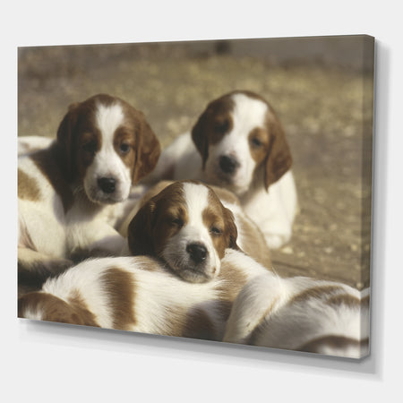 Three Sweet Little Puppies - Traditional Gallery-wrapped Canvas