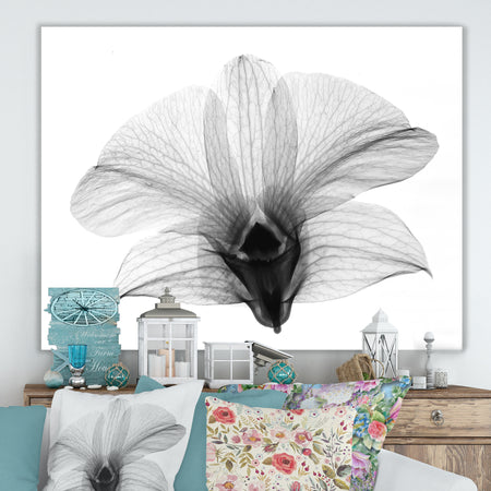 Dendrobium On Back X-Ray Orchid - Cottage Premium Canvas Wall Art