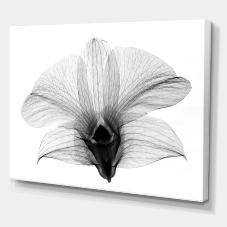 Dendrobium On Back X-Ray Orchid - Cottage Premium Canvas Wall Art