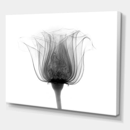 Rose ,Noma X-Ray - Cottage Canvas Wall Art