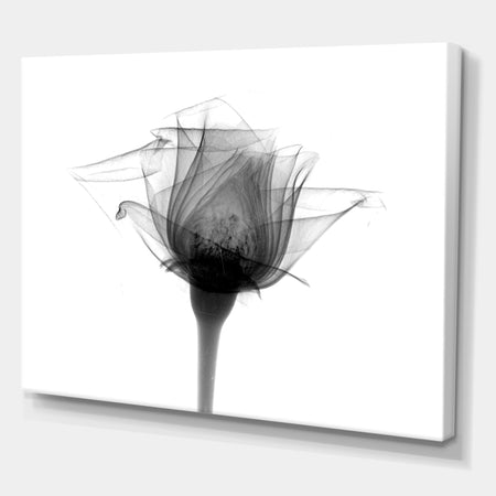 Rose #10 X-Ray - Cottage Canvas Artwork