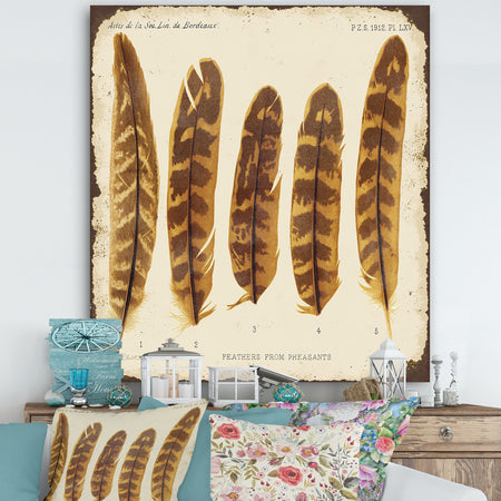 Five Pheasant Feathers - Cottage Canvas Art Print