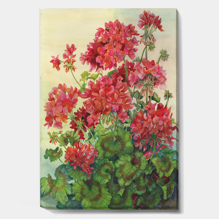 Blossoming Red Geraniums - Traditional Canvas Artwork