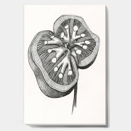 Handdrawn Kidney Cross Section - Cottage Premium Canvas Wall Art