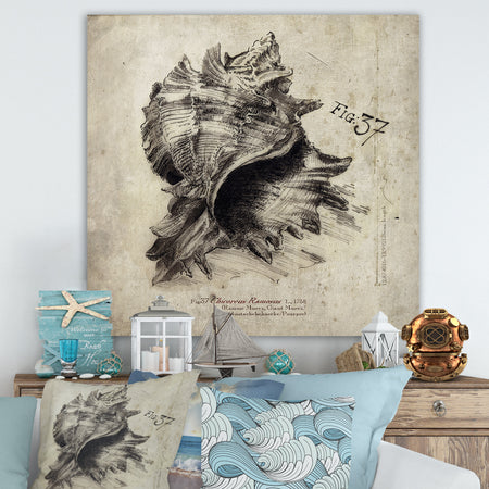 Sea Shell Old Style Sketch I - Nautical & Coastal Gallery-wrapped Canvas