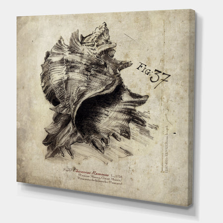 Sea Shell Old Style Sketch I - Nautical & Coastal Gallery-wrapped Canvas