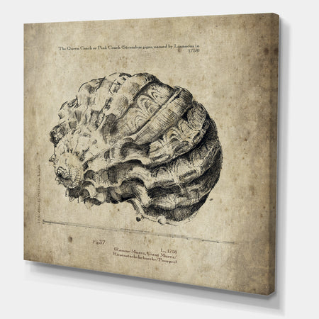 Sea Shell Old Style Sketch III - Nautical & Coastal Premium Canvas Wall Art