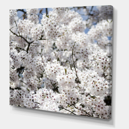 White Spring Blossom On Blue Sky - Cottage Canvas Wall Art