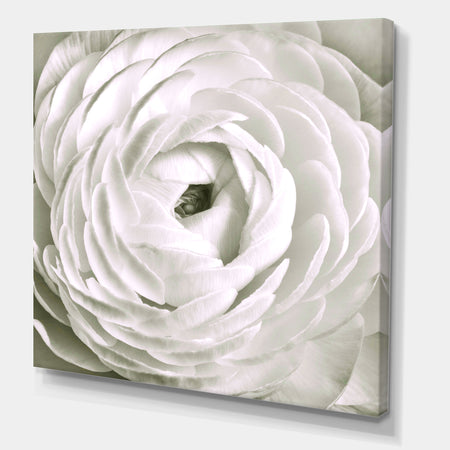White Rannunculus Close up - Cottage Canvas Art Print
