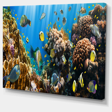 Coral Colony Panorama - Photography Canvas Art Print