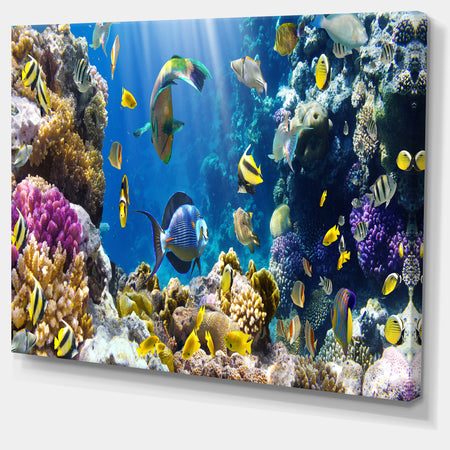Fish in Coral Reef - Seascape Photography Canvas Print