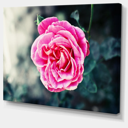 Red Rose in Vintage Style - Floral Digital Art Canvas Print