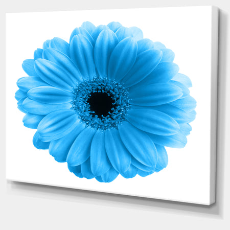 Isolated Blue Flower - Floral Art Canvas Print