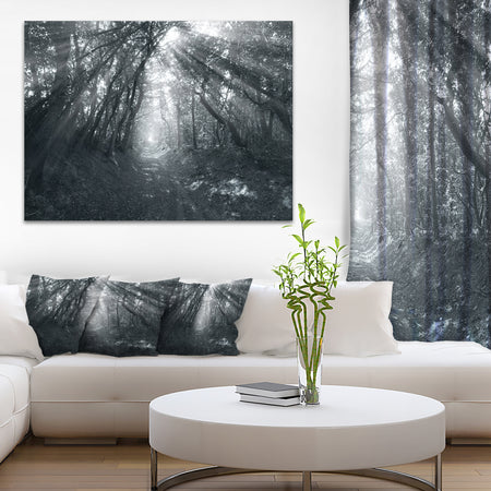 Sun Rays Through Gray Trees - Landscape Photography Wall Art