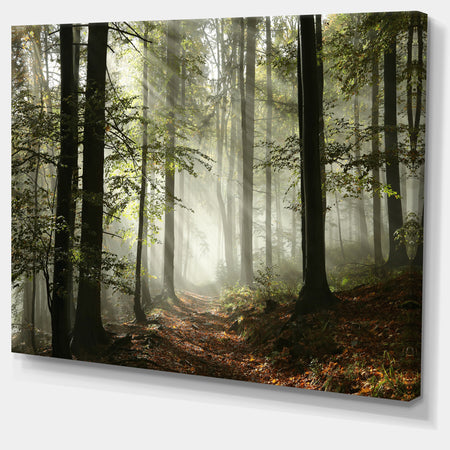 Light in Dense Fall Forest with Fog - Landscape Art Print Canvas