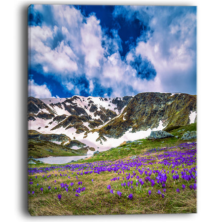 Spring Blooming Crocus Flowers - Landscape Art Print Canvas