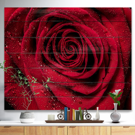 Red Rose Petals with Rain Droplets - Floral Art Print on Natural Pine Wood