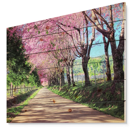 Cherry Blossom Pathway in Chiang Mai - Landscape Print on Natural Pine Wood