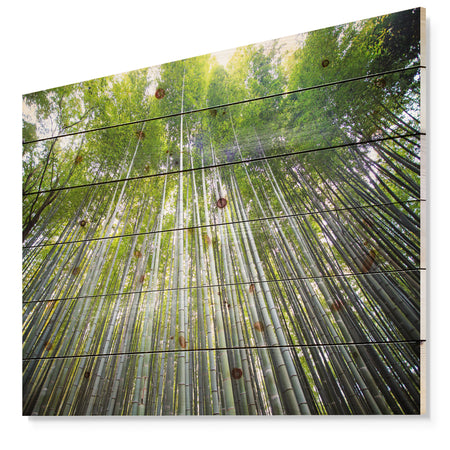 Bamboo forest of Kyoto Japan. - Forest Print on Natural Pine Wood