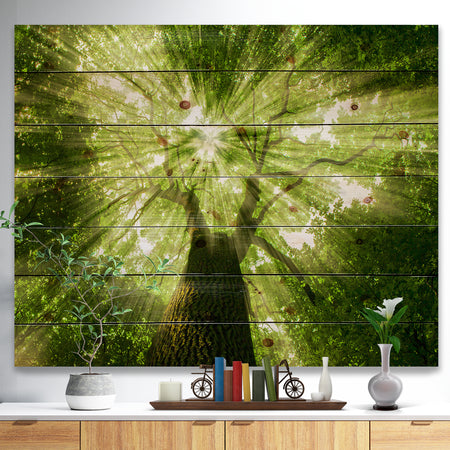 Sunlight Peeking through Green Tree - Landscape Print on Natural Pine Wood