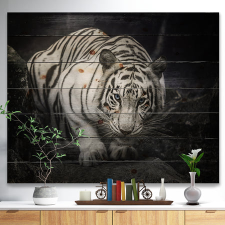White Tiger - Animal Photography Print on Natural Pine Wood