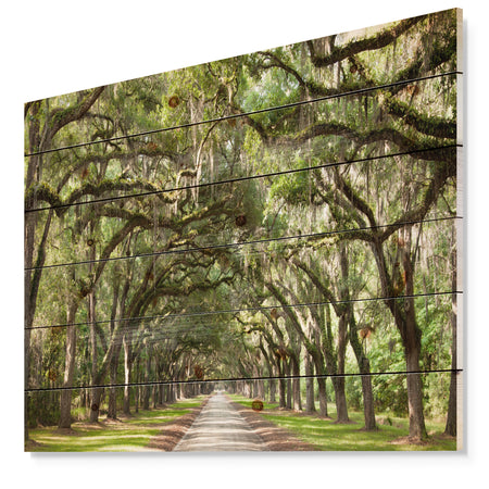 Live Oak Tunnel - Photography Print on Natural Pine Wood