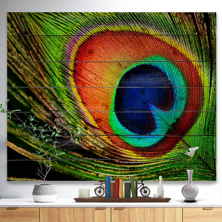Peacock Feather - Photography Print on Natural Pine Wood