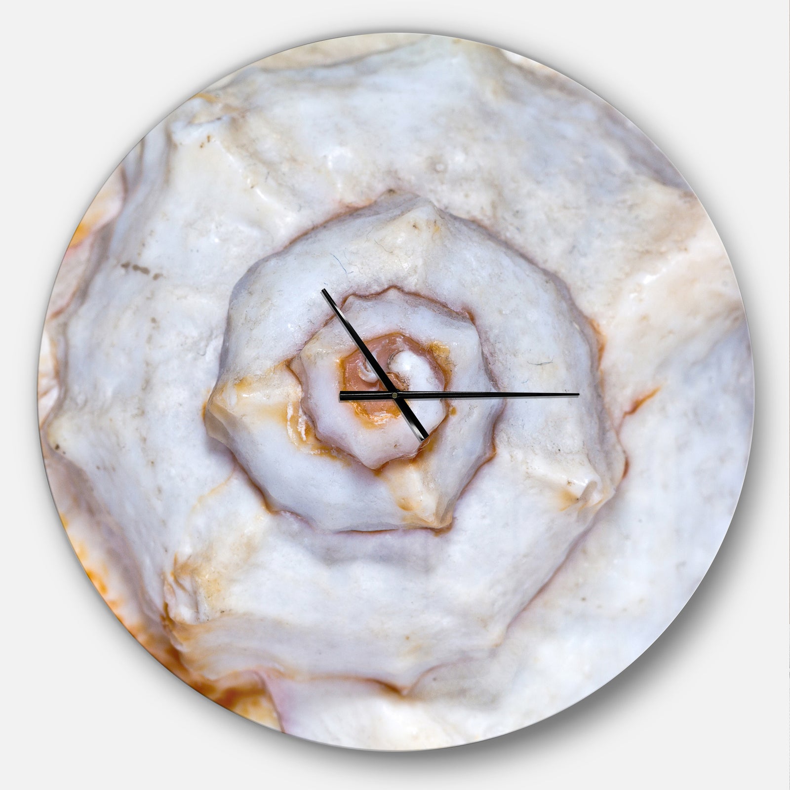 Great Skeleton of Sea Shell - Oversized Coastal Wall CLock
