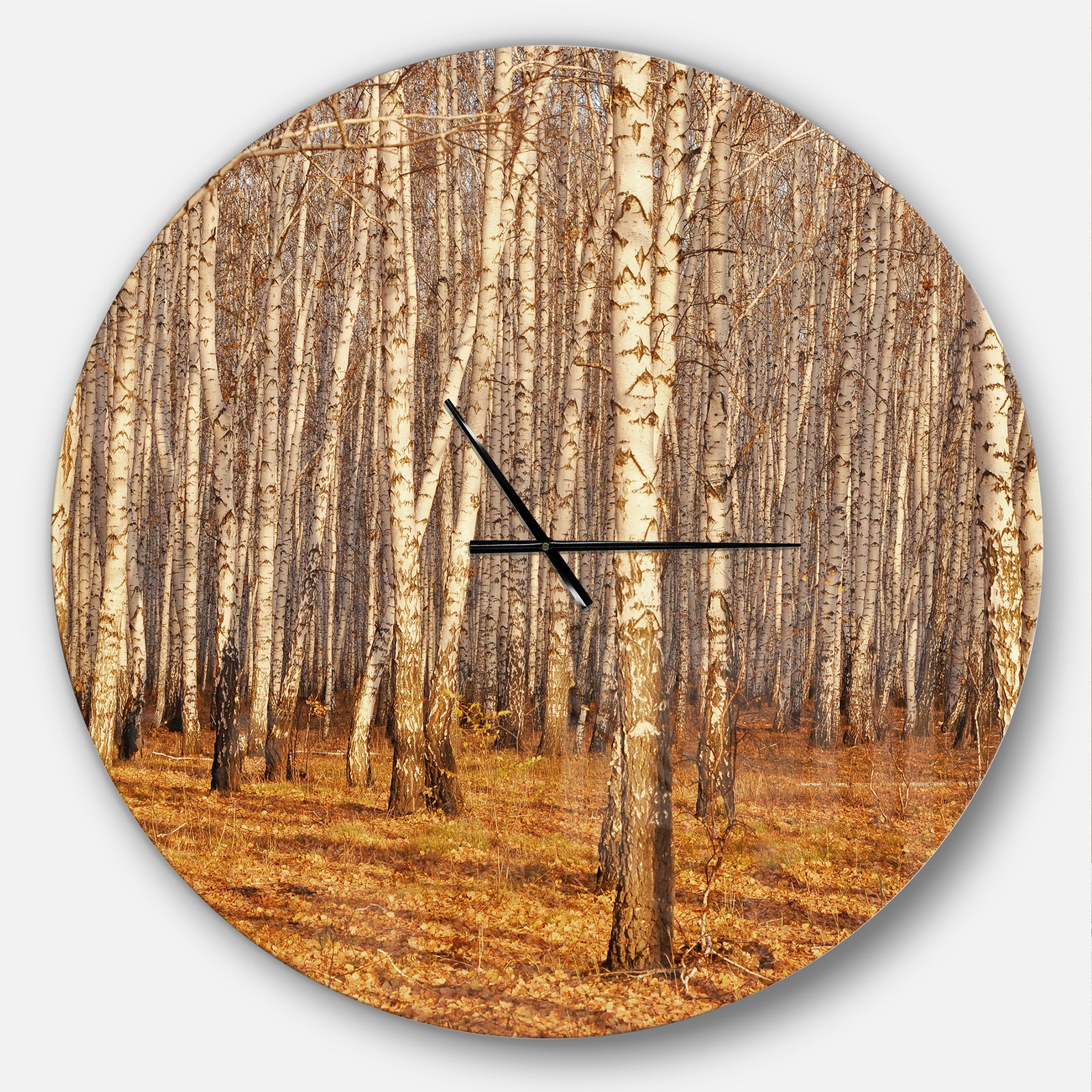 Dense Birch Forest in the Fall - Oversized Traditional Wall CLock