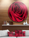 Red Rose Petals with Rain Droplets - Floral Circle Metal Wall Art