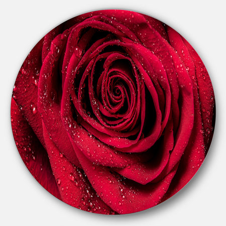 Red Rose Petals with Rain Droplets - Floral Circle Metal Wall Art